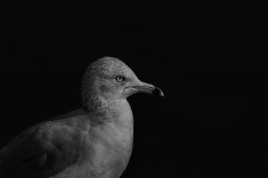 Bir deniz martısının (Larinae) siyah arkaplandaki siyah ve beyaz profil fotoğrafı..