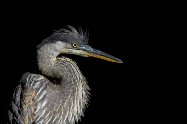 Great blue heron (Ardea herodias) with ruffled head feathers on a black background with room for copy. clipart