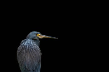 Tricolored heron (Egretta tricolor) profile photo on a black background with room for copy.