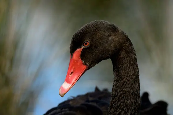 stock image Close up profile photograph of a black swan (Cygnus atratus) symbol of Western Australia on a blurred background. Space for copy.