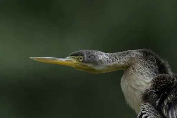 stock image Close up profile photo of an Australasian Darter Anhinga novaehollandiae with green background and space for copy.