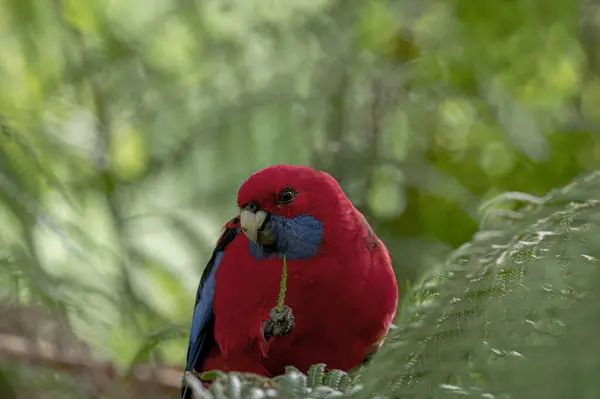 Kırmızı Rosella Platycercus elegans bulanık yeşil arka planda yaprak tutan bir dala tünemiş. Kopyalamak için boşluk.