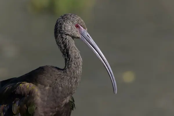 Stock image White-faced ibis profile Plegadis chihi juvenile blurred background.