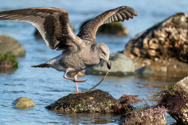 stock image Gull lands open wings stands rock eats marine worm tide pool.