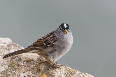 White-crowned sparrow Zonotrichia leucophrys on a rock with clean background. clipart