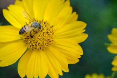 Bal arısı Apis mellifera, sarı ayçiçeğinin üzerinde polen topluyor..