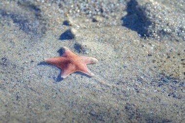 Small orange starfish in the sand at the beach shoreline. clipart