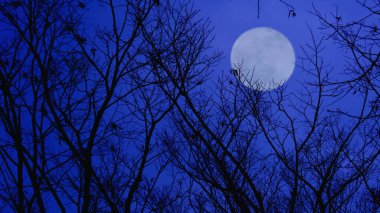 Kabus gibi soyut bir görüntü: Dolunay karanlık bir gece ormanının siluetinin üzerinde parlıyor.