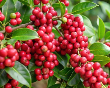 Yeşil yapraklı bir dalda kırmızı frenk üzümü meyvesi.