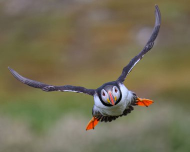 Atlantik martısı denizden geliyor ve Skomer Adası 'na inmek üzere.