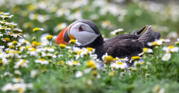 Atlantik martısı, Skomer Adası 'ndaki beyaz ve sarı deniz havucu çiçeklerinden bir yatağa yuva yapmış.