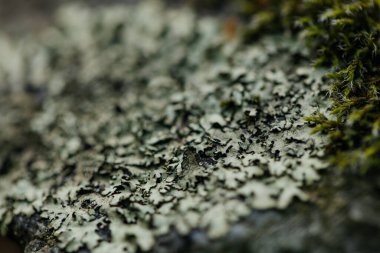 Buzlu yosun. Kayada yosun, makro