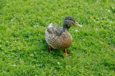 Yeşil çimenlikteki ördekler, yazın parkta.
