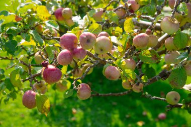 Ağaçtaki olgun elmalar