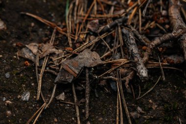 Sonbahar ormanındaki kuru kahverengi çam ormanı..