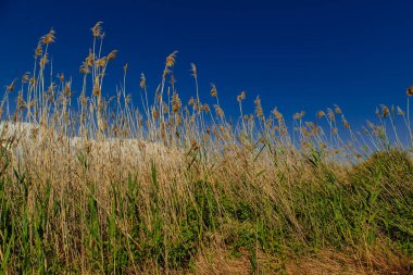 bir tarlada kuru sazlık