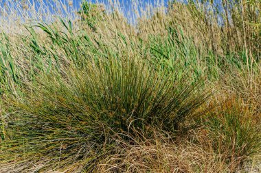 Doğadaki kuru otlar, bitki örtüsü