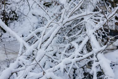 Karla kaplı bir ağaç dalları,