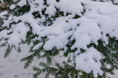 Ormandaki ağaç dalları kar kaplı