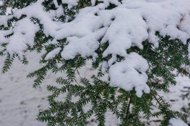 Kışın karla kaplı ladin dalları