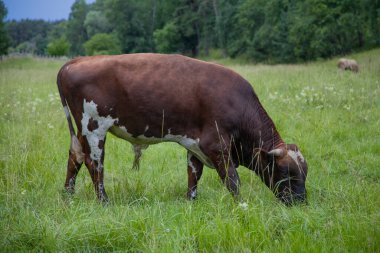 Yeşil otlaktaki inek. Çayırdaki inek..