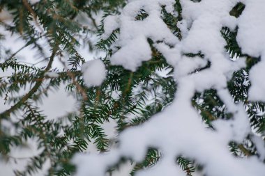 karla kaplı çam ağacı dalı.