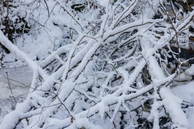 kar kış orman ağaç dallarında kaplı