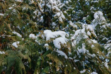 Rusya 'da güneşli bir günde kış ormanı