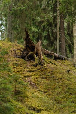 Dağların güzel manzarası
