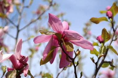 Mavi arka planda güzel pembe manolya çiçeği