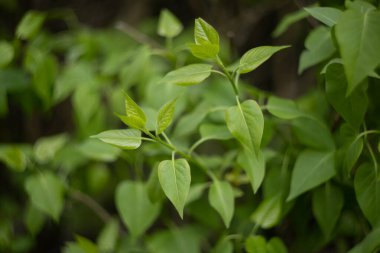 Ormanda yeşil yapraklar