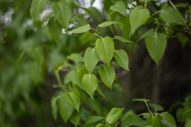 doğa arka planında yeşil yapraklar
