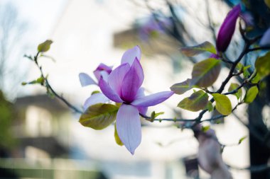Bahçedeki güzel manolya çiçekleri