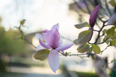 Pembe manolya çiçeği baharda parkta