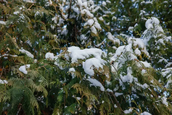Rusya 'da güneşli bir günde kış ormanı
