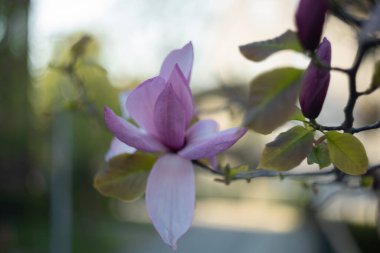 Bahçedeki güzel çiçekler