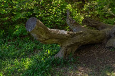 Ormandaki eski tahta kütük