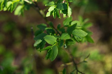 Yeşil yaprakların manzarasını kapat