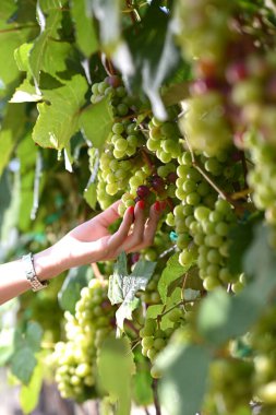 Üzümleri tutan kadının elini kapatın. Asma üzümlerden toplanmış taze üzüm..