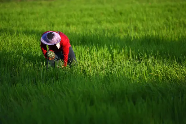 Taze karpuz hasadının renk zıtlığı. Yalnız bir çiftçi canlı yeşil tarlada, dikkatlice toplanmış bir karpuz tutuyor. Kırmızı gömleği yemyeşil bir yerde..