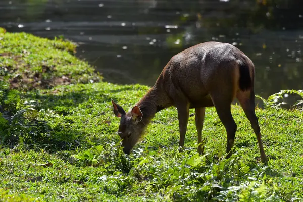 Yetişkin bir domuz geyiği, gölün yakınındaki çimenlikte taze ot yer..