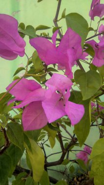 Adı bougainvillea olan güzel çiçek