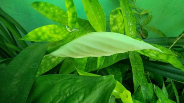 Dracaena surculosa var Maculata bitkisinden güzel bir çiçek