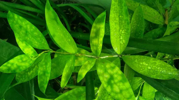 Güzel bir bitki Dracaena surculosa var Maculata