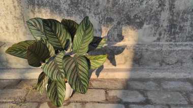 Calathea ornata adında gün batımı ışığıyla bembeyaz bir saksıda güzel bir süs bitkisi. 