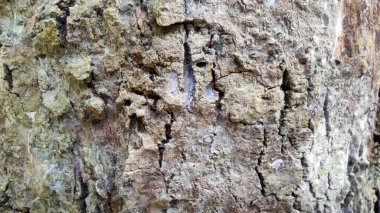 Yaşlı bir ağacın dokusu çok eski ve pürüzlüdür.