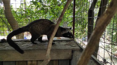 Kafesteki misk ya da luwak denilen siyah bir hayvan.
