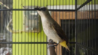 Güzel bir kuş kafesteki süs kuşu
