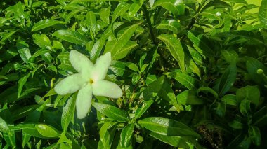 Yaprakları olan güzel beyaz süs bitkisi