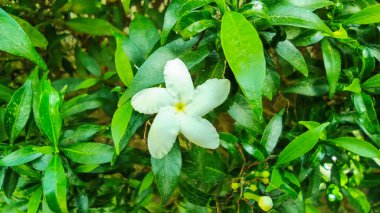 Yıldız çiçekleri ya da küçük yasemin çiçekleri birçok yaprak arasında